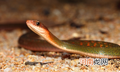 梦到被蛇咬是什么征兆学生时代 学生梦到自己被蛇咬是什么意思