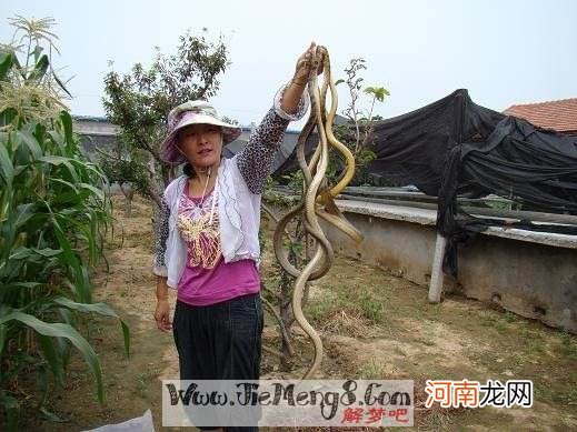 解梦蛇打死 打死蛇周公解梦