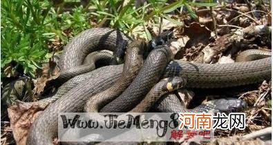 解梦蛇打死 打死蛇周公解梦