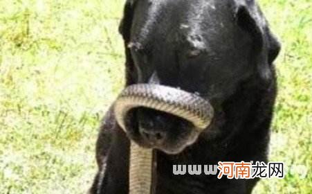 男人梦见抓蛇是什么意思 男人梦见自己抓蛇是什么意思