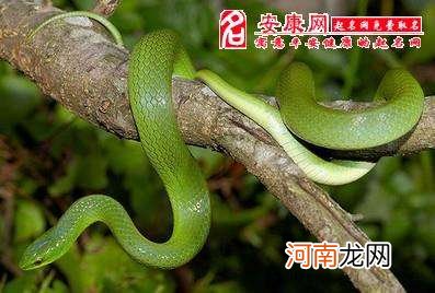 小孩梦见被蛇咬了是什么征兆 做梦梦见孩子被蛇咬是什么征兆