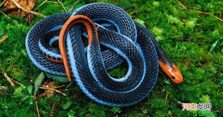 小孩梦见被蛇咬了是什么征兆 做梦梦见孩子被蛇咬是什么征兆