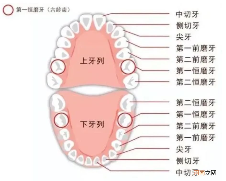 6-12岁孩子换牙全过程：孩子能不能有一口好牙，这几点不能大意了