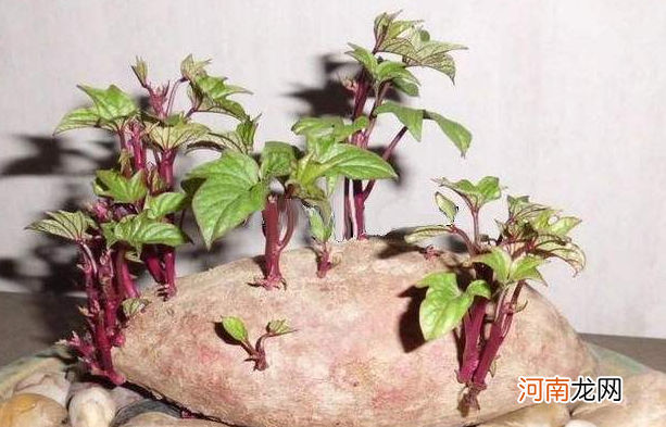 红薯在家放着出芽了还能吃吗 红薯发紫色芽了还能吃吗