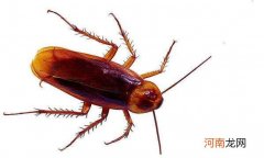 房间偶尔冒出一只蟑螂 为什么家里挺干净的但是会出现蟑螂