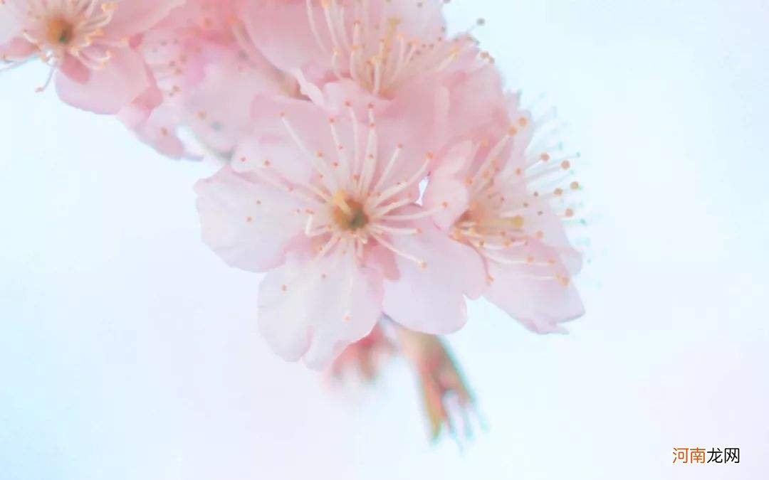 解梦桃花 解梦桃花林