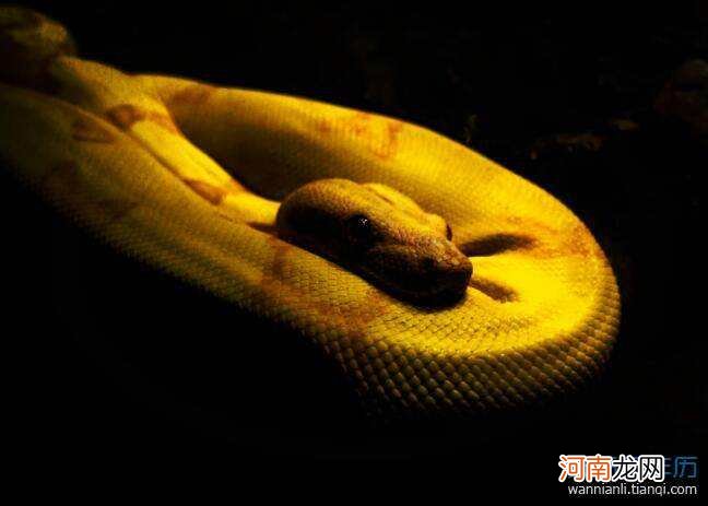 男人梦见蛇是生男生女 梦见蛇生男生女是真的吗