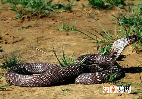 男人梦见蛇是生男生女 梦见蛇生男生女是真的吗