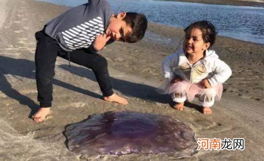 世界上最大的水母长什么样子 世界上最大的水母