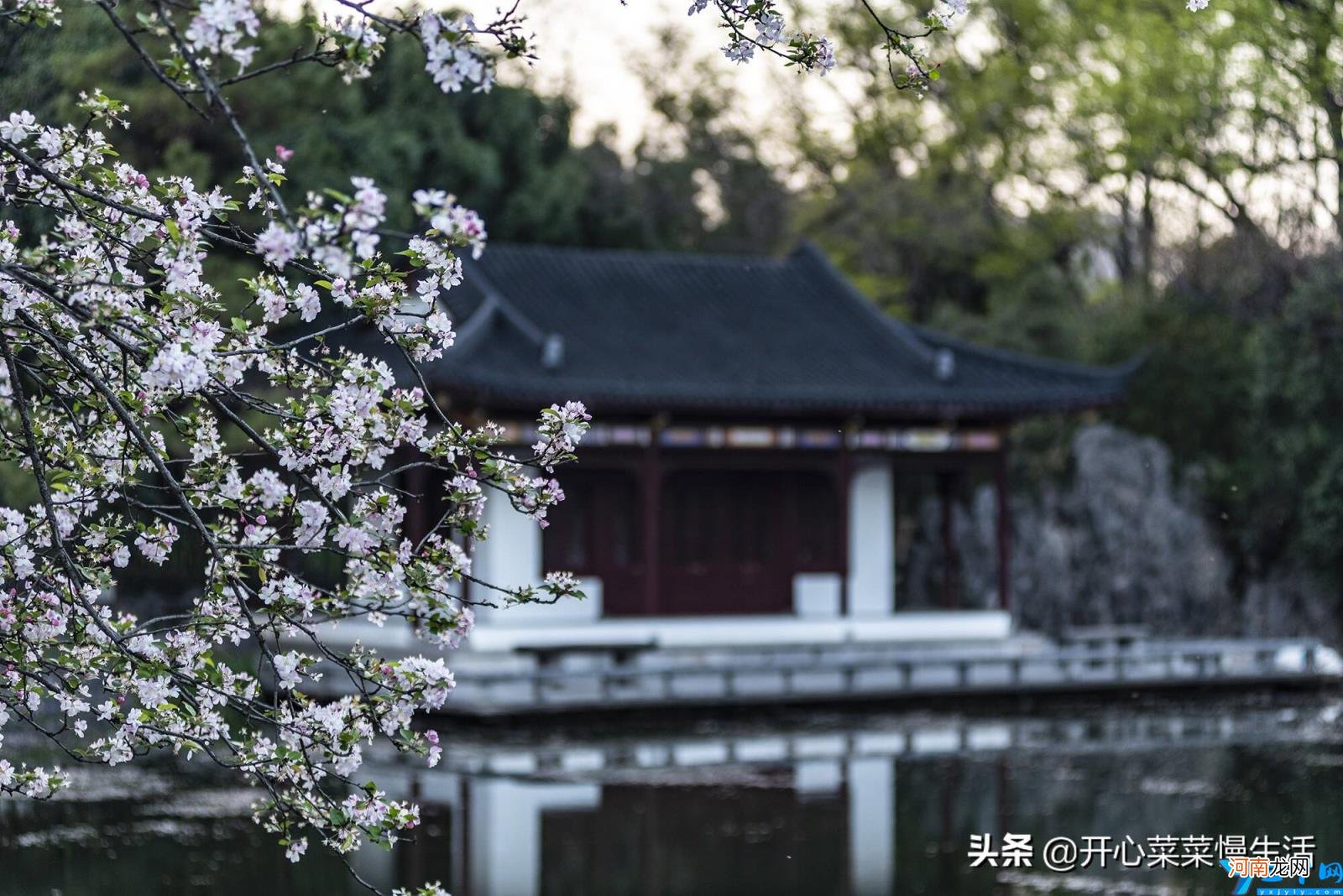 南京附近有樱花的地方 南京樱花在哪里看