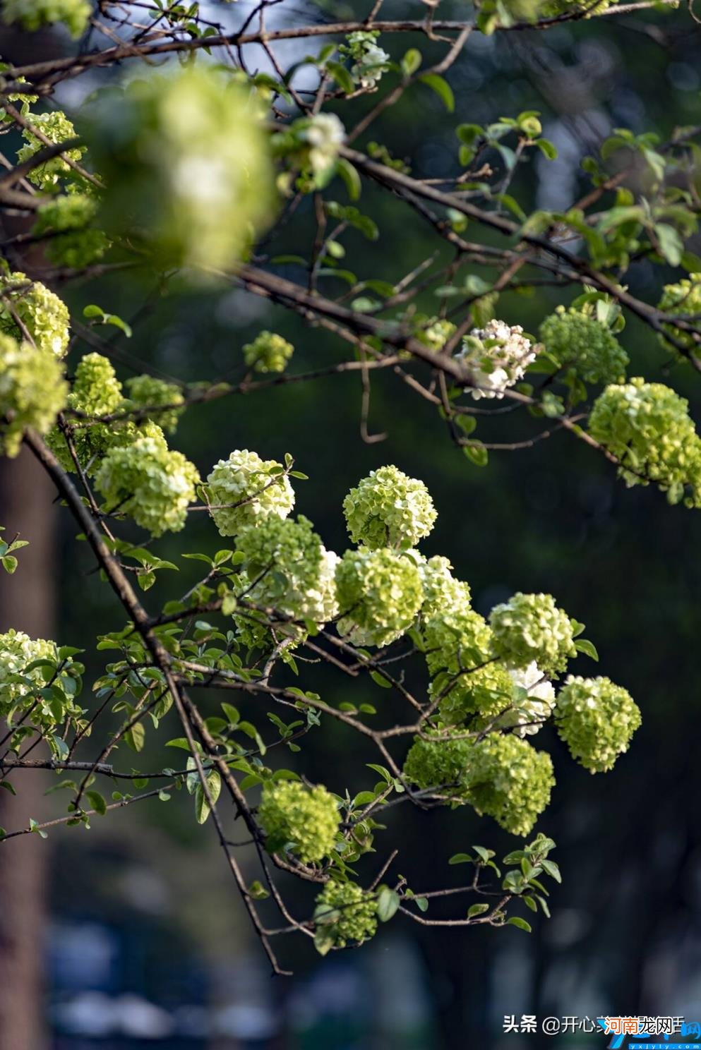 南京附近有樱花的地方 南京樱花在哪里看