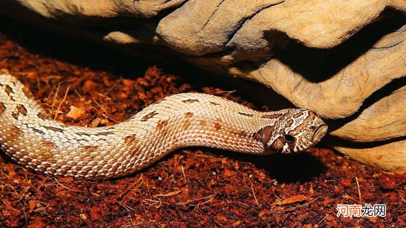 梦见被蛇咬出了血是什么征兆 梦见被蛇咬出血是怎么回事