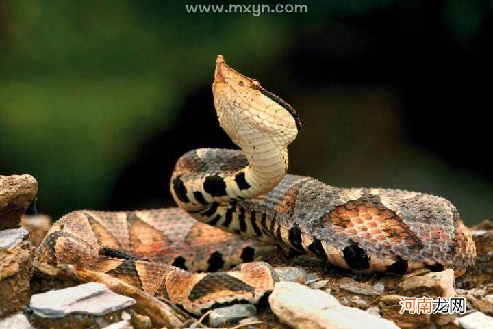 梦见被蛇咬出了血是什么征兆 梦见被蛇咬出血是怎么回事