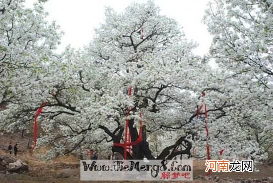 解梦摘葡萄 梦见摘摘葡萄