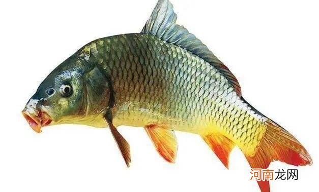 解梦见杀鱼 做梦梦见杀鱼