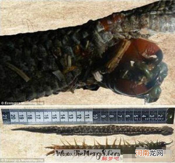 孕妇梦见被蛇咬什么意思 孕妇梦见蛇被蛇咬是什么意思