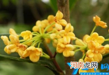 四季桂一年开几次花 桂花花期