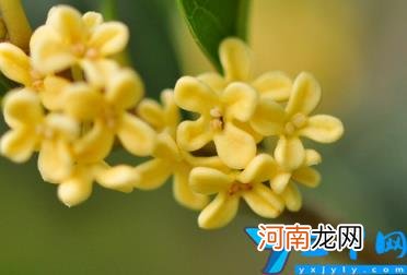 四季桂一年开几次花 桂花花期