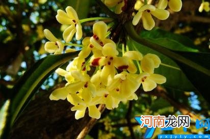 四季桂一年开几次花 桂花花期