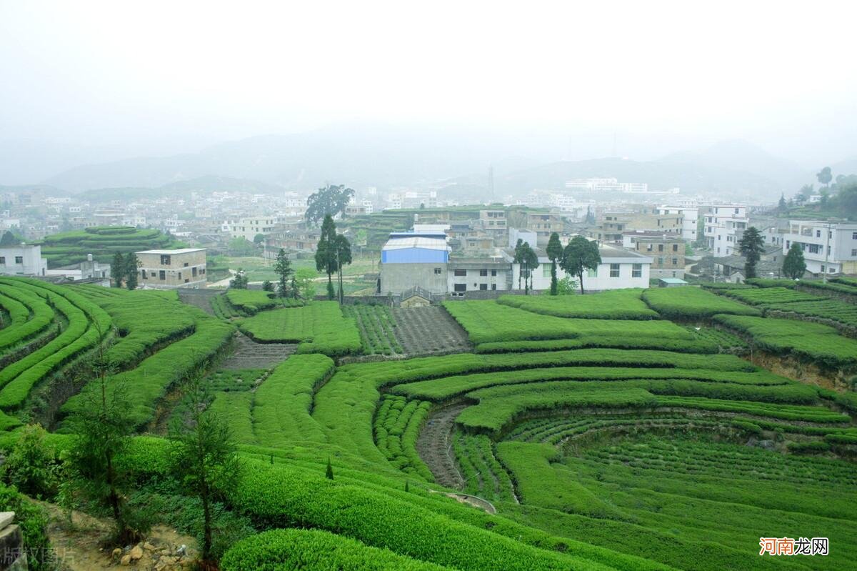 铁观音有哪些香型 铁观音属于什么茶