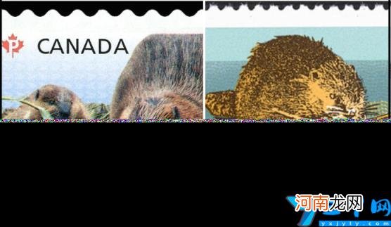 加拿大的标志性动物图片 加拿大的代表性动物是什么动物
