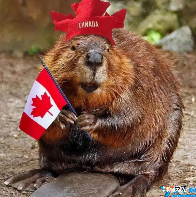 加拿大的标志性动物图片 加拿大的代表性动物是什么动物