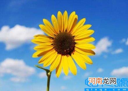 太阳花的寓意和象征意义 太阳花有一句很好的花语