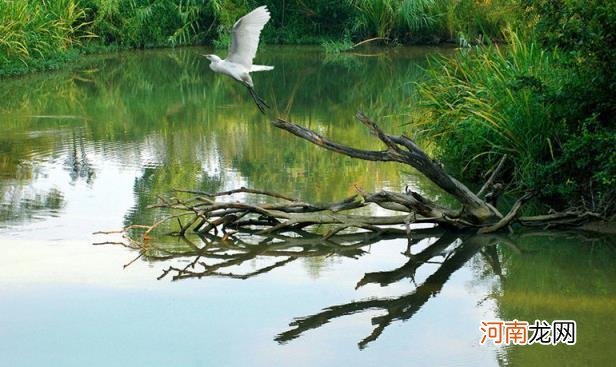 马云杭州西溪湿地公园 马云捐款1亿元保护西溪湿地