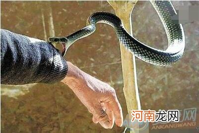 男人做梦梦到蛇是怎么回事 男性做梦梦见蛇是什么征兆