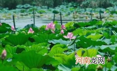 武汉有过40度以上的高温吗 武汉夏天气温一般多少度