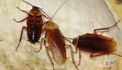 怎么消灭蟑螂最有效 蟑螂为什么不能用脚踩