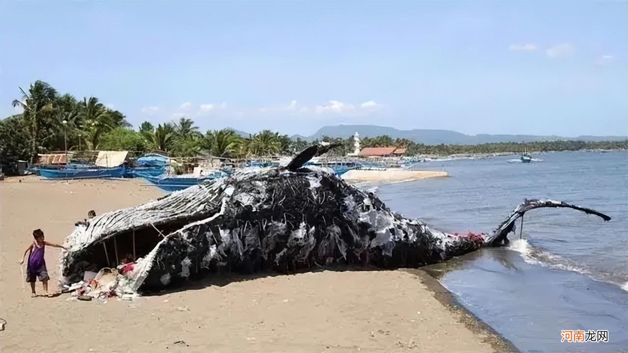 鲸鱼为什么会搁浅海滩 鲸鱼为什么会搁浅