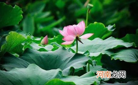 2022年伏前解毒什么时间 2022年三伏天伏前解毒什么时候开始