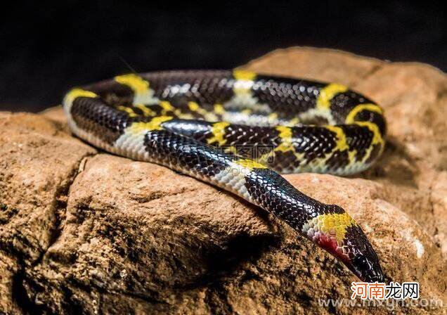 女生梦到蛇是什么征兆 女生梦见蛇是什么情况