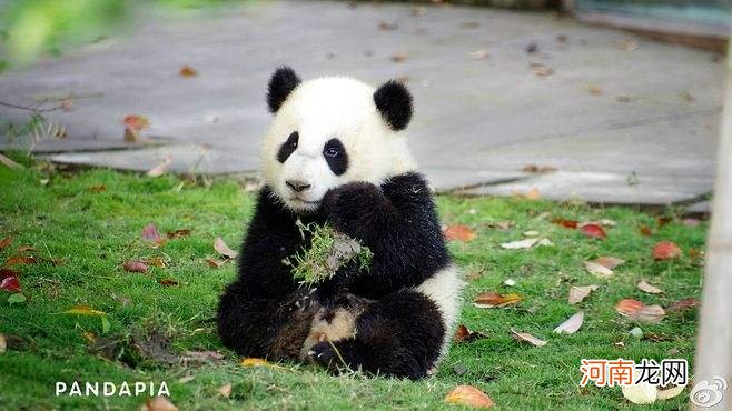 周公解梦熊猫 周公解梦熊猫打架