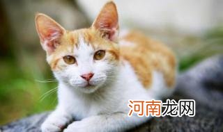 猫咪老叫是什么意思 猫咪老叫是什么意思啊