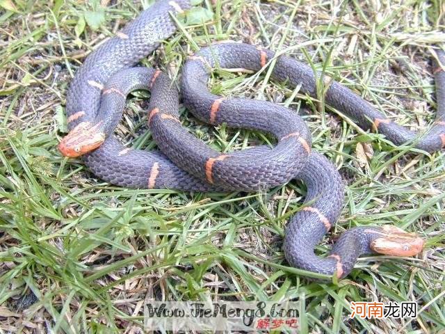 已婚女人梦到蛇是什么意思 已婚女人梦见蛇预示着什么