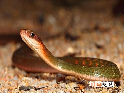 已婚女人梦到蛇是什么意思 已婚女人梦见蛇预示着什么