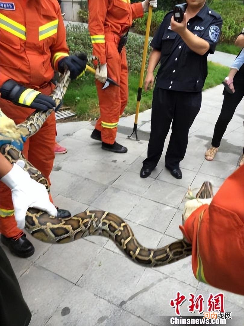 老人被5米巨蟒吓得拔腿就跑 中国最吓人的一条巨蛇