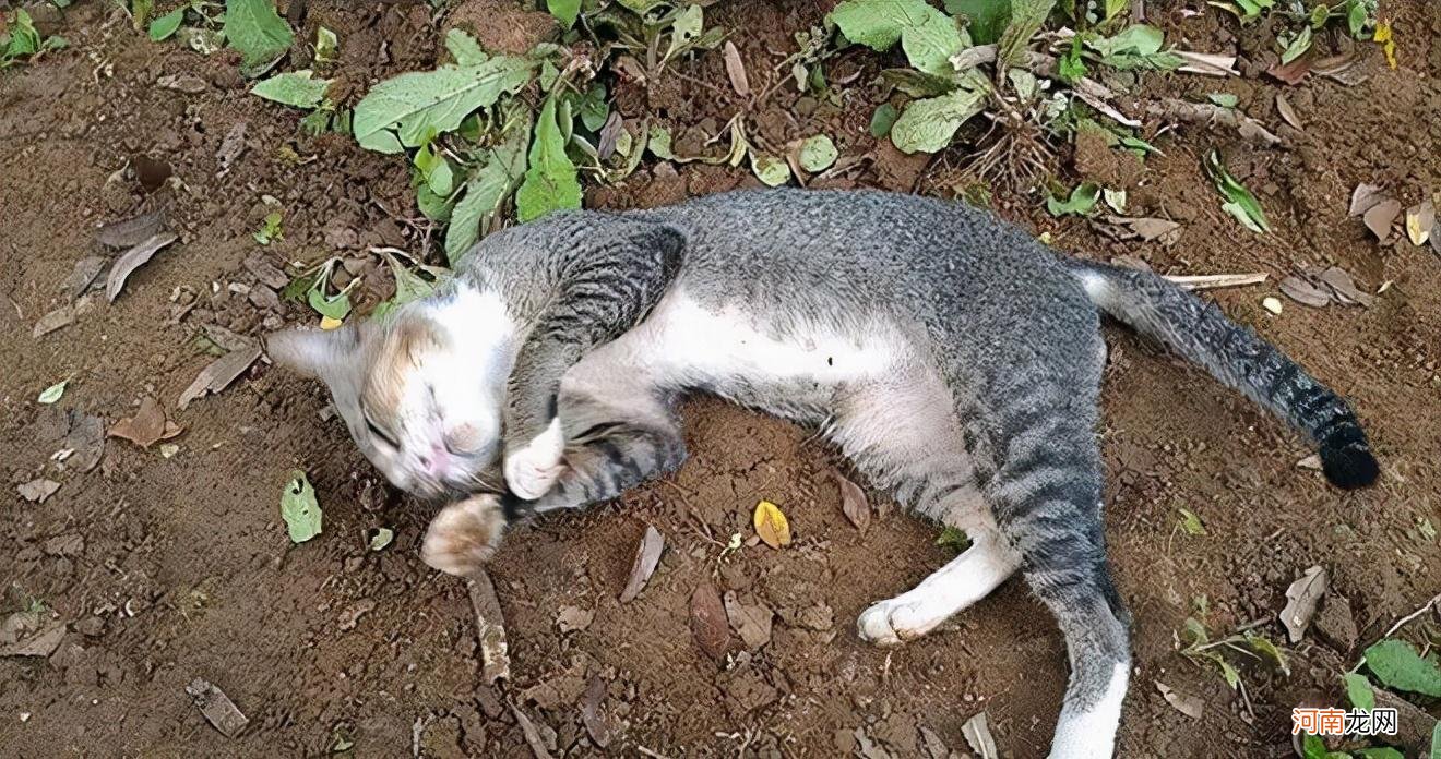 猫咪死前会有哪些征兆 猫咪临死前的六个特殊征兆