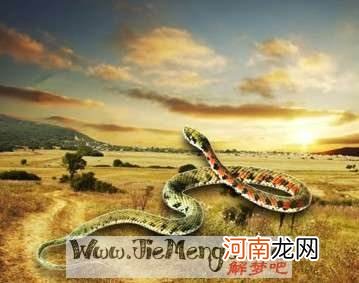 梦见蛇把蛇杀了是什么预兆 梦见我把蛇杀了是什么预兆