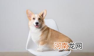 狗狗可以吃这几种食物营养更充足 狗狗吃什么最有营养