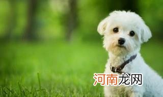 养狗颜色有什么禁忌 养狗颜色的禁忌