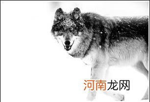 浅谈犬科食物链顶端的七种狼 十大最强狼排名