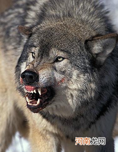 浅谈犬科食物链顶端的七种狼 十大最强狼排名