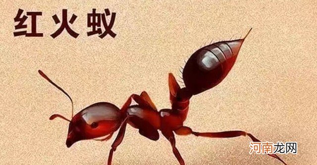 被红火蚁咬伤的处理方法分享 被蚂蚁咬了怎么办