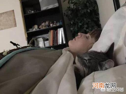 暹罗猫优点和缺点 暹罗和美短各自有什么优缺点？