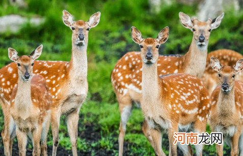 鹿血晶1g一瓶怎么吃