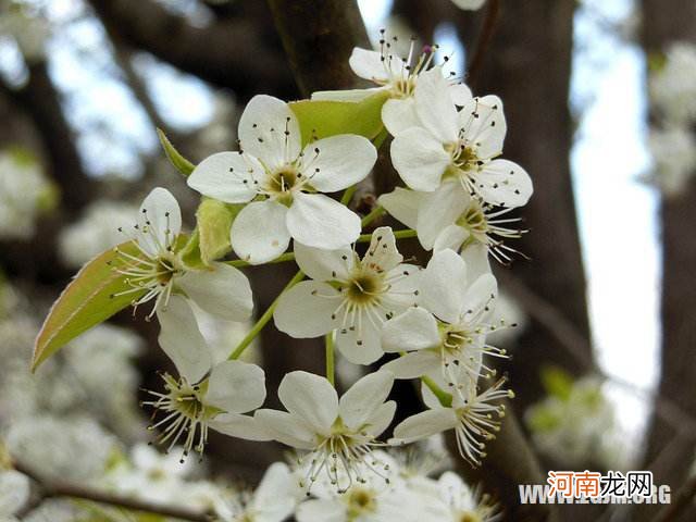 梦到死去亲人又活了啥意思 梦见亲人死去的人又活了是什么意思