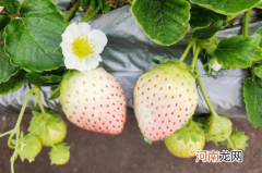 白色草莓是什么口味的